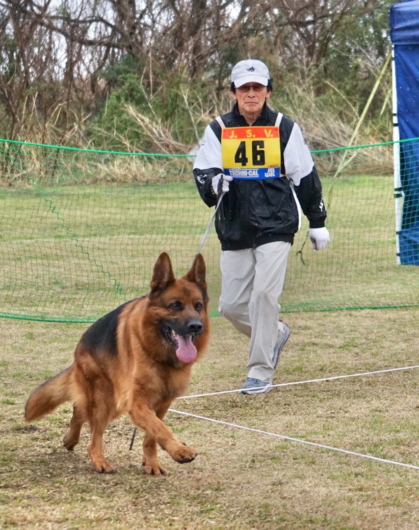 日本シェパード犬登録協会