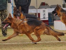 日本シェパード犬登録協会