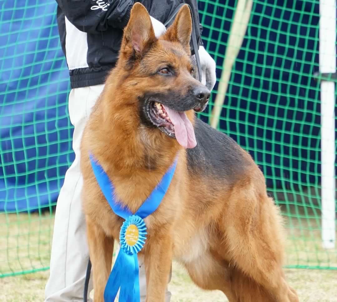 日本シェパード犬登録協会