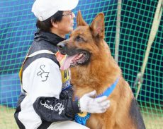 日本シェパード犬登録協会