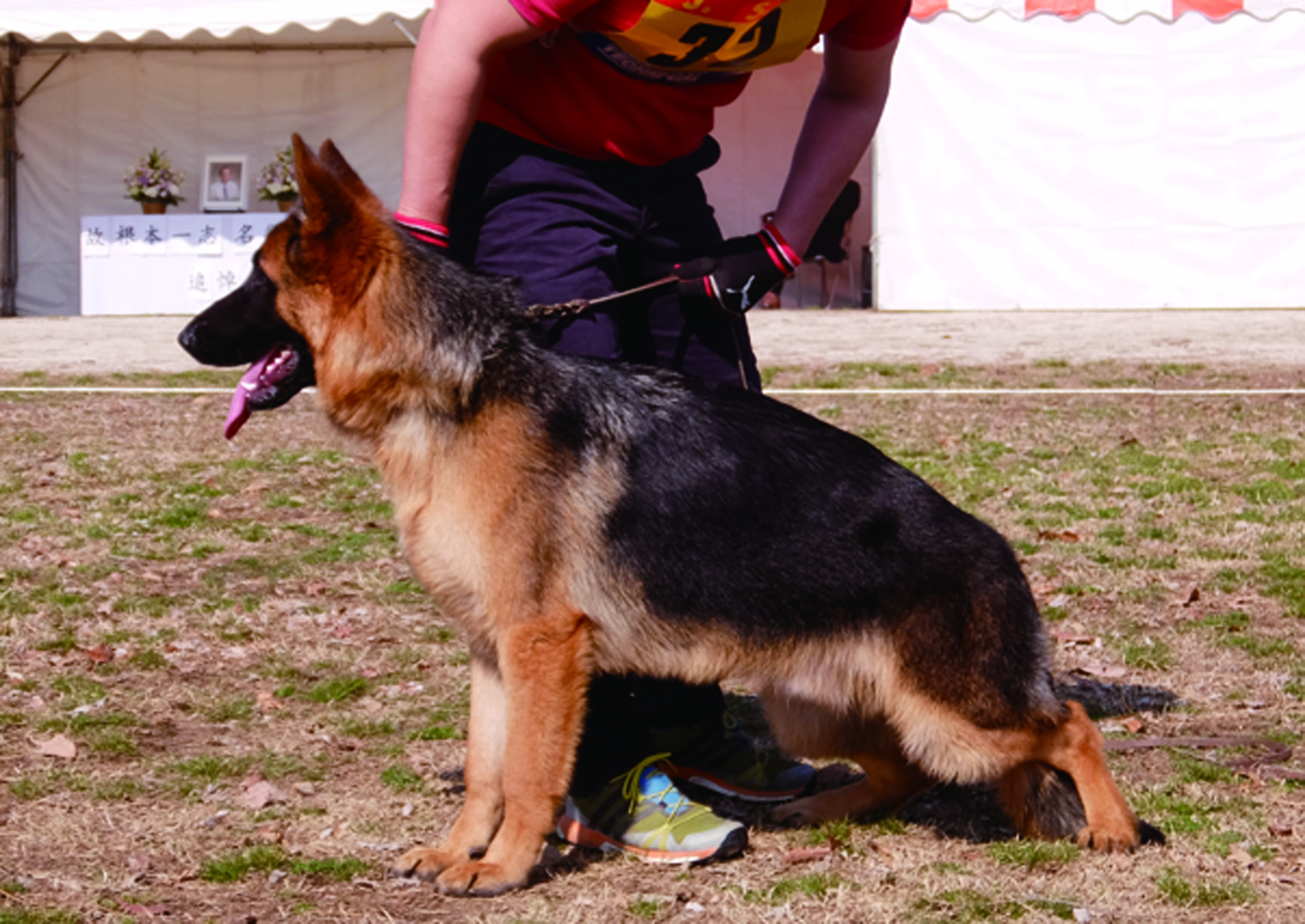 日本シェパード犬登録協会